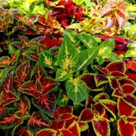 Coleus plant (6 different varieties)