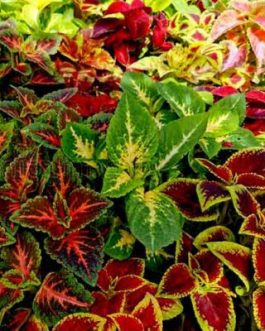 Coleus plant -7 different colors