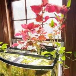 Coleus plant (6 different varieties)