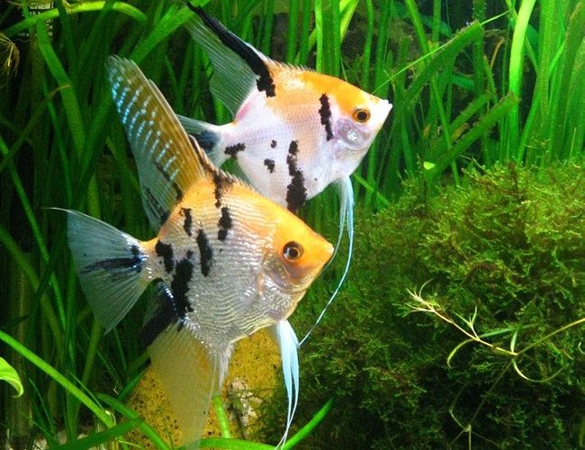 koi angel Adult (3 pieces) - Image 3