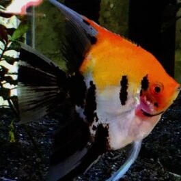 koi angel Adult (3 pieces)