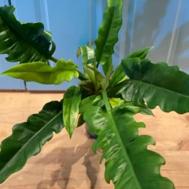 Philodendron Narrow Escape (large plant)