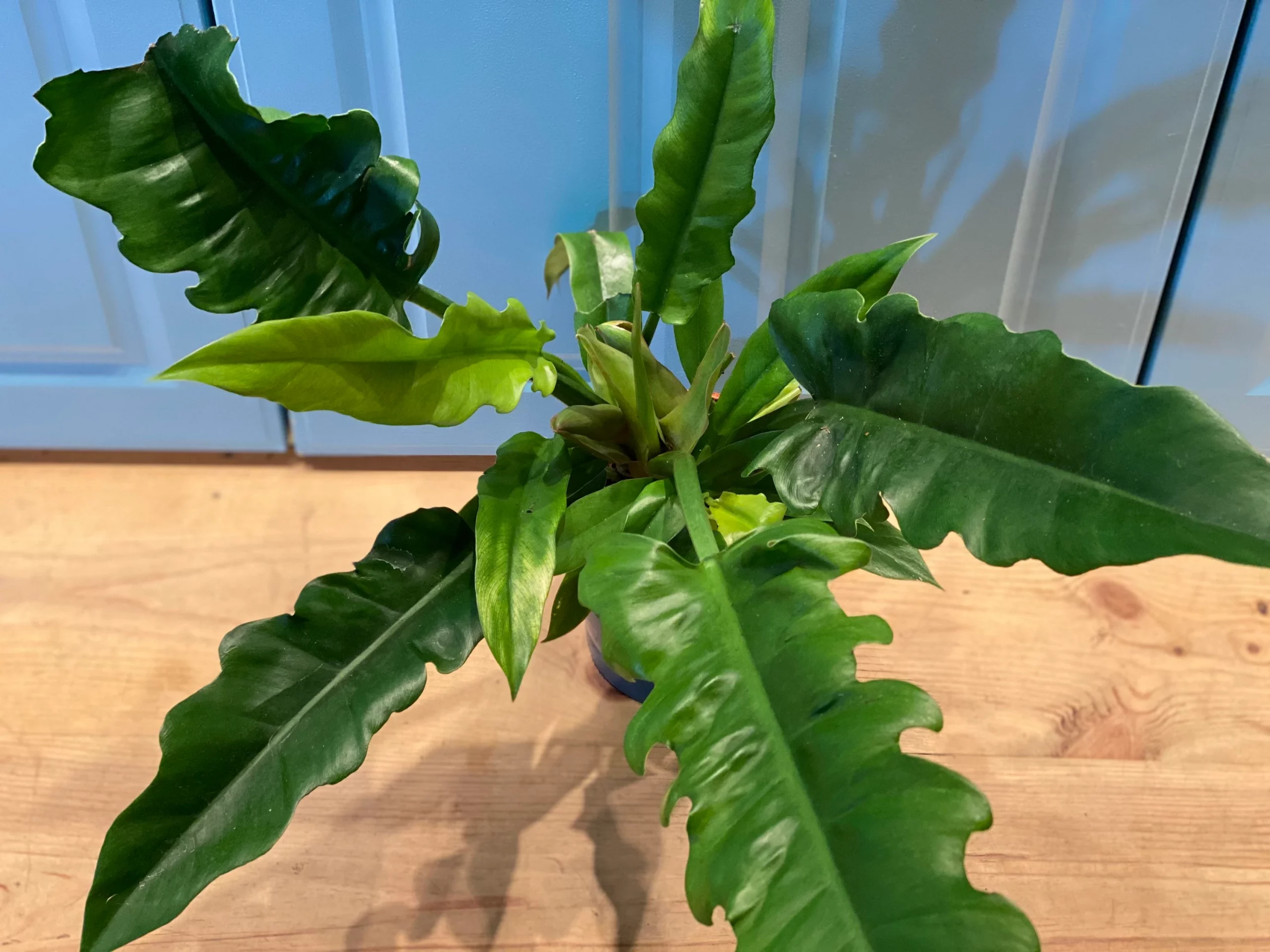Philodendron Narrow Escape (large plant) - Image 2