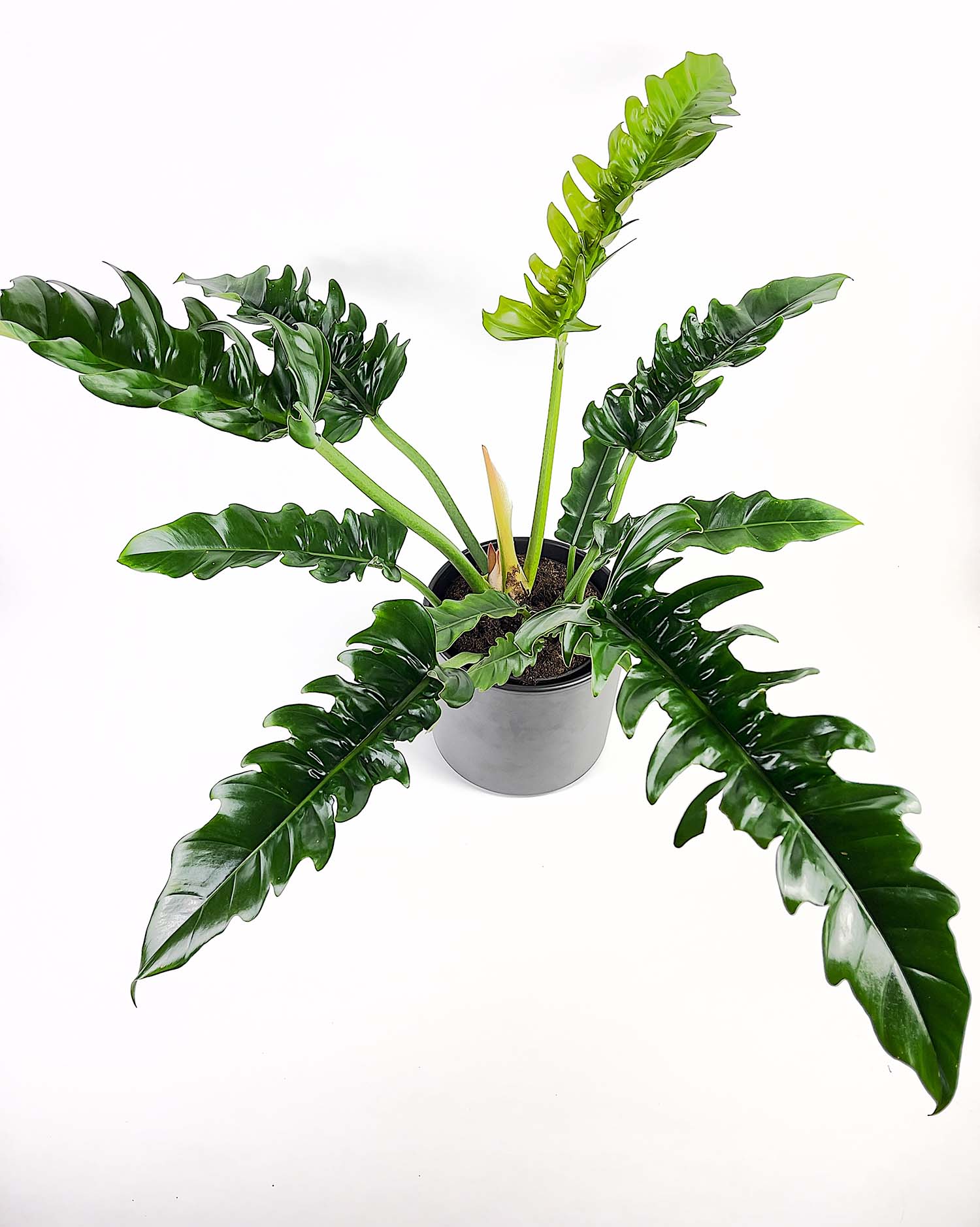 Philodendron Narrow Escape (large plant) - Image 3