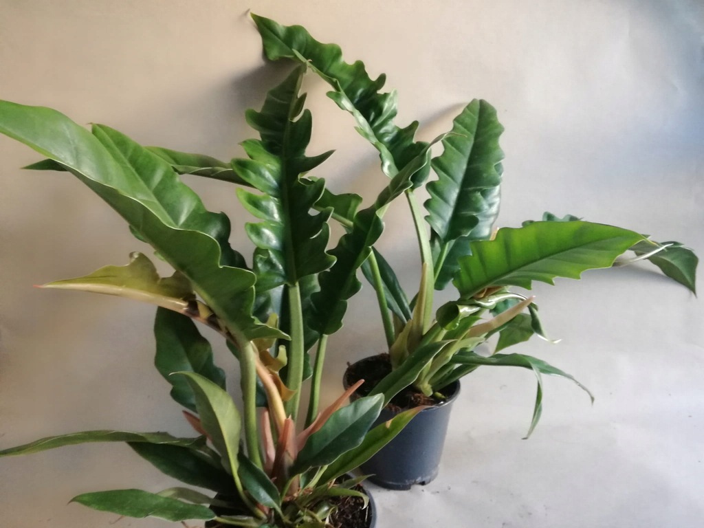 Philodendron Narrow Escape (large plant) - Image 4