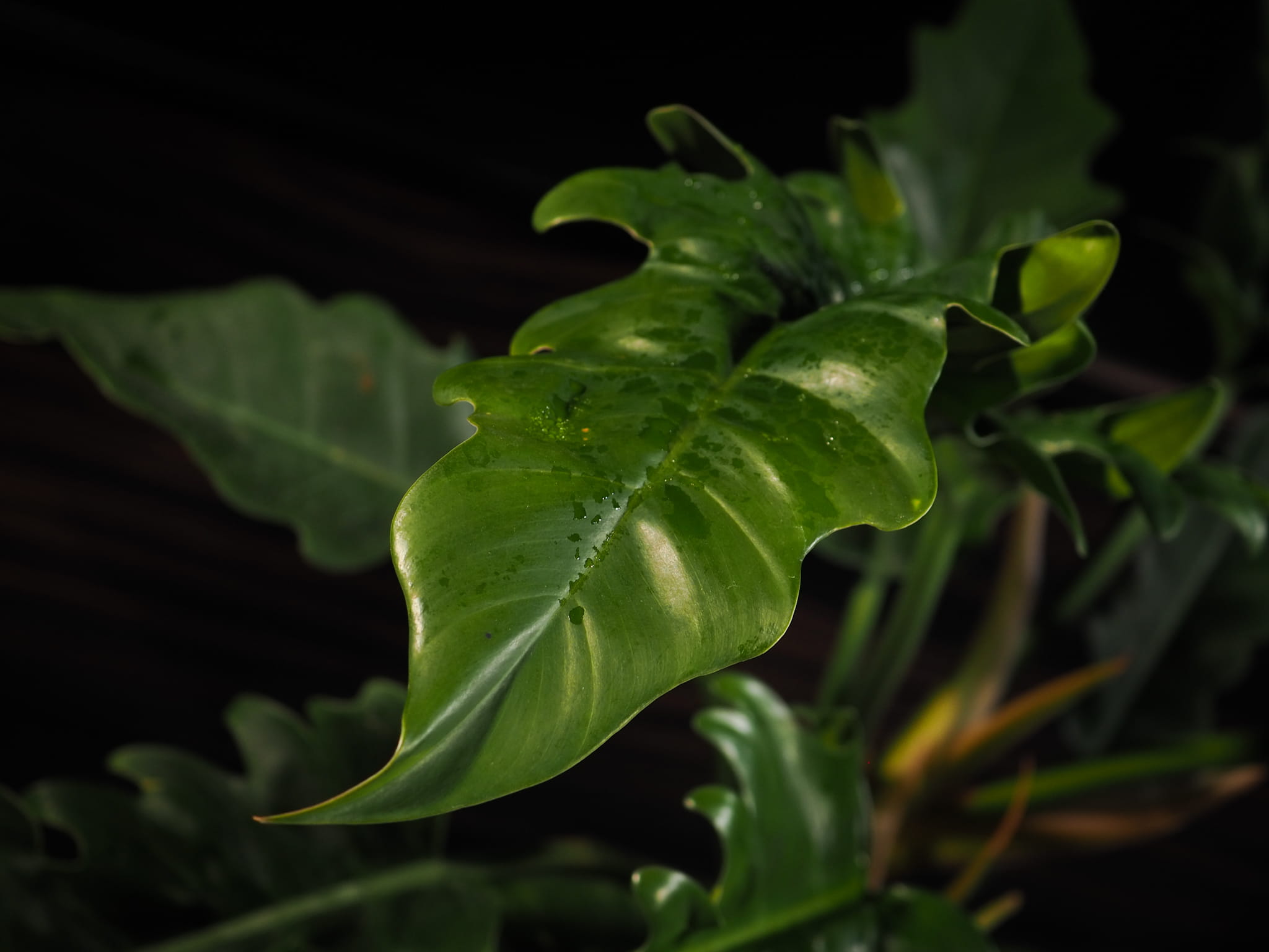 Philodendron Narrow Escape (large plant) - Image 5