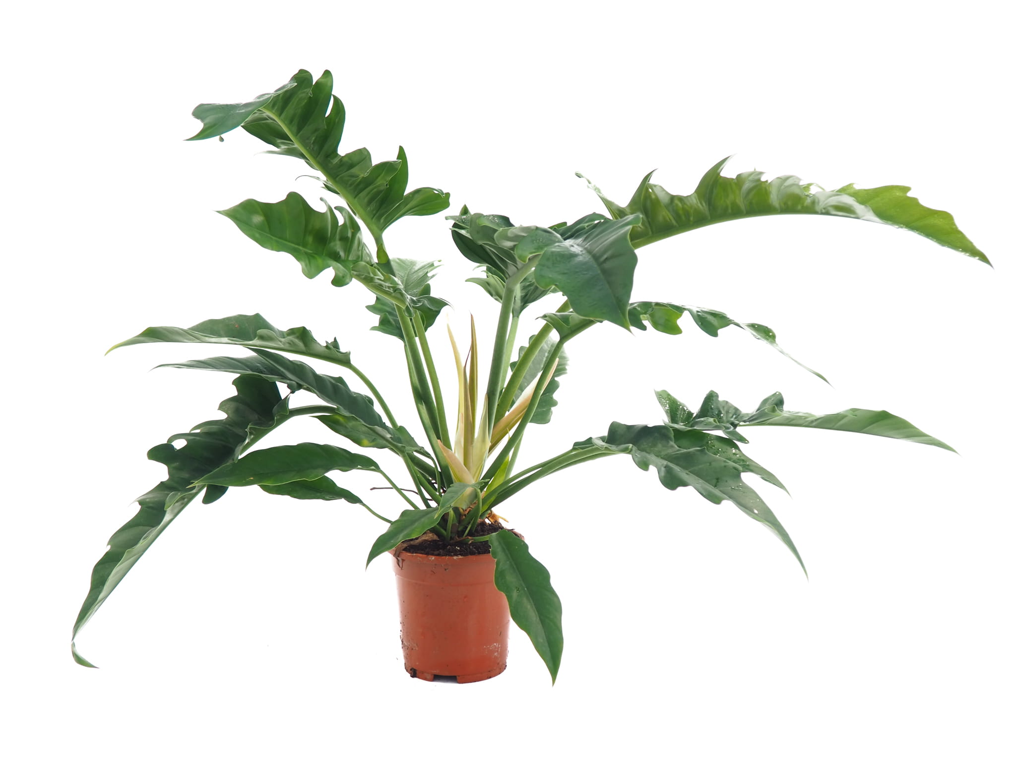 Philodendron Narrow Escape (large plant) - Image 6