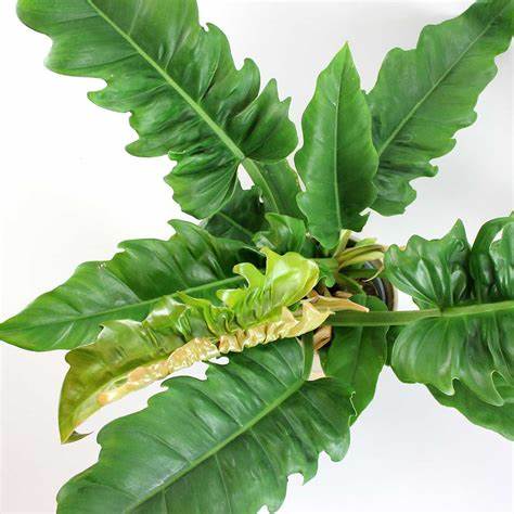 Philodendron Narrow Escape (large plant) - Image 7