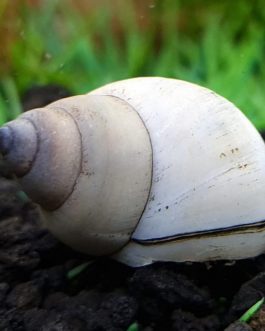 White Wizard snail (5 nos)