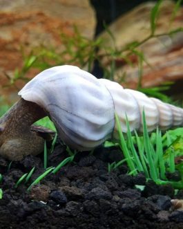 White Brotia Herculea snail ( 3 nos)