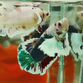 Candy Dumbo Betta Pair