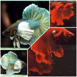 Betta combo (red rose tail and green dumbo pairs)