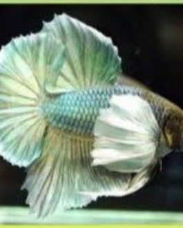 Betta combo (red rose tail and green dumbo pairs)