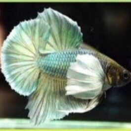 Betta combo (red rose tail and green dumbo pairs)
