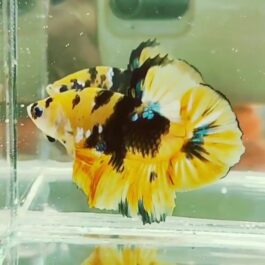 Yellow Galaxy betta pair