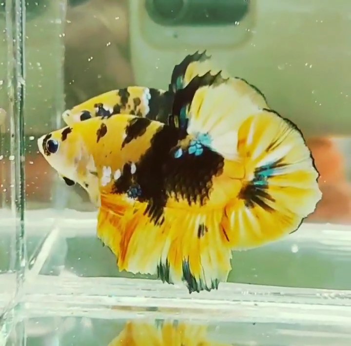 Yellow Galaxy betta pair