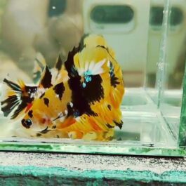 Yellow Galaxy betta pair