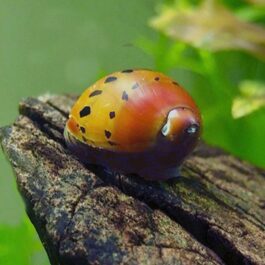 Snail Combo (zebra nerite, spotted nerite, miilitary helmet, Assasin, malaysian trumpet, white wizard, white brotia herculea)