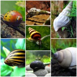 Snail Combo (zebra nerite, spotted nerite, miilitary helmet, Assasin, malaysian trumpet, white wizard, white brotia herculea)
