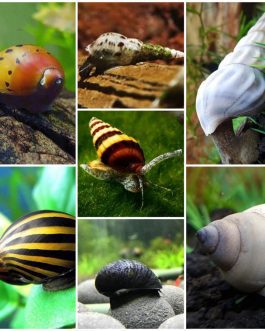 Snail Combo (zebra nerite, spotted nerite, miilitary helmet, Assasin, malaysian trumpet, white wizard, white brotia herculea)