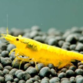 Golden Top Line shrimps ( 5 pairs)