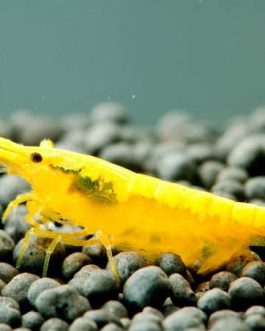 Golden Top Line shrimps ( 5 pairs)