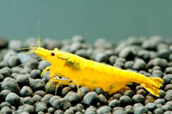 Golden Top Line shrimps ( 5 pairs) - Image 2