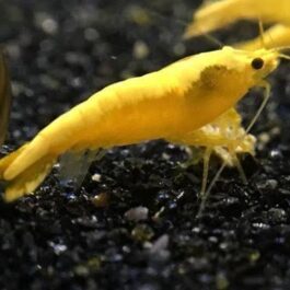 Golden Top Line shrimps ( 5 pairs)