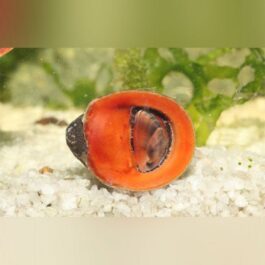 Red Lip Nerite snail (5 nos)