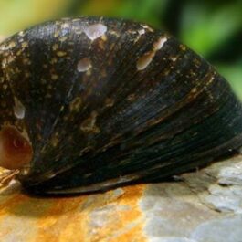 Red Lip Nerite snail (5 nos)