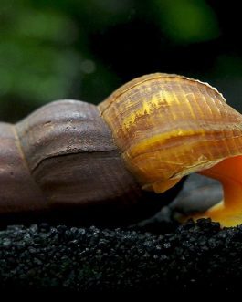 Poso Orange Rabbit Snail (3 nos)