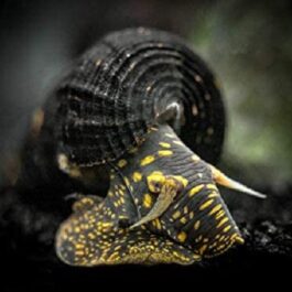 Golden Spotted Rabbit snail (3 nos)