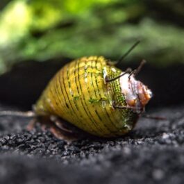 Hair Thorn Nerite snail (5 nos)