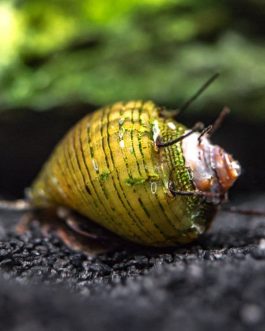 Hair Thorn Nerite snail (5 nos)