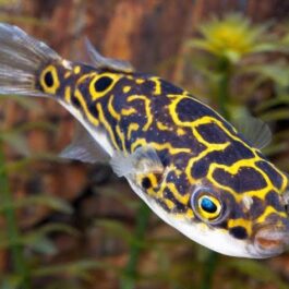 Figure 8 Puffer/Eye spot puffer fish ( 5 pieces)