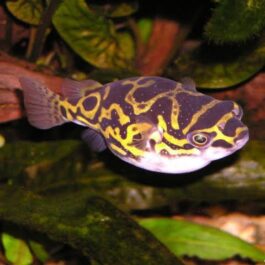 Figure 8 Puffer/Eye spot puffer fish ( 5 pieces)