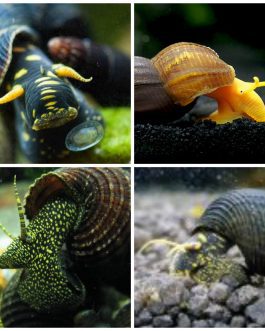 Rabbit Snail Combo (Golden spotted, Yellow spotted, Posco orange) (3 pcs)