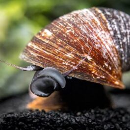 Nerite Snail Combo (Red Lip, Hair Thorn, Spotted, Zebra) (4 snails)