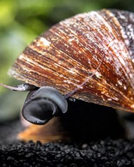 Nerite Snail Combo (Red Lip, Hair Thorn, Spotted, Zebra) (4 snails)
