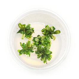 Bucephalandra pygmaea (Tc Cup)