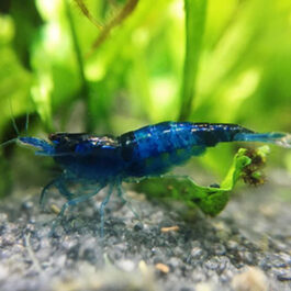 Carbon Blue Shrimps ( 5 pairs)