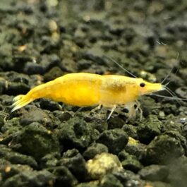 Pumkin yellow Shrimps ( 5 pairs)