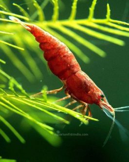 Fire Red Shrimps ( 5 pairs)