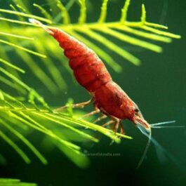 Fire Red Shrimps ( 5 pairs)
