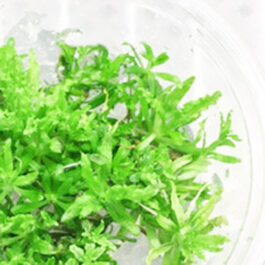 Pogostemon helferi (Tc cup)