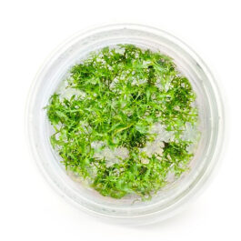 Proserpinaca Palustris (Tc cup)