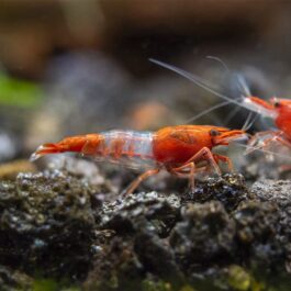 Rili shrimps combo ( red, blue, orange pairs)