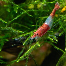 Red Rili shrimps ( 5 pieces)