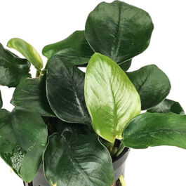 Anubias Nana Fatty (single plant pot)