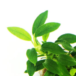 Aquatic Rhizome Plants, Ferns & Mosses